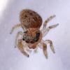 Evarcha sp.